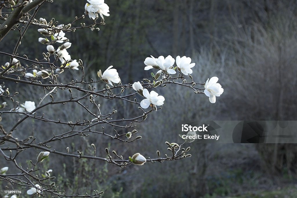Árbol de Magnolia en flor de fondo gris. - Foto de stock de Anochecer libre de derechos
