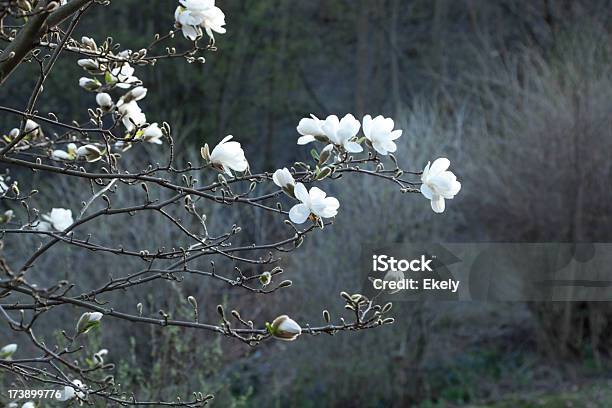 Árbol De Magnolia En Flor De Fondo Gris Foto de stock y más banco de imágenes de Anochecer - Anochecer, Contraluz, Contrastes