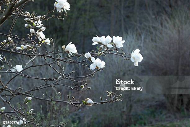 Foto de Árvore De Magnólia Florescem Com Fundo Cinza e mais fotos de stock de Cinza - Descrição de Cor - Cinza - Descrição de Cor, Contraluz, Contrastes