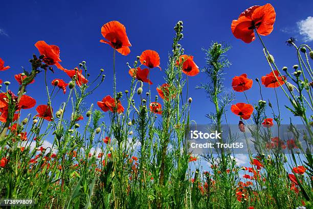 Papaveráceas - Fotografias de stock e mais imagens de Ao Ar Livre - Ao Ar Livre, Azul, Beleza natural