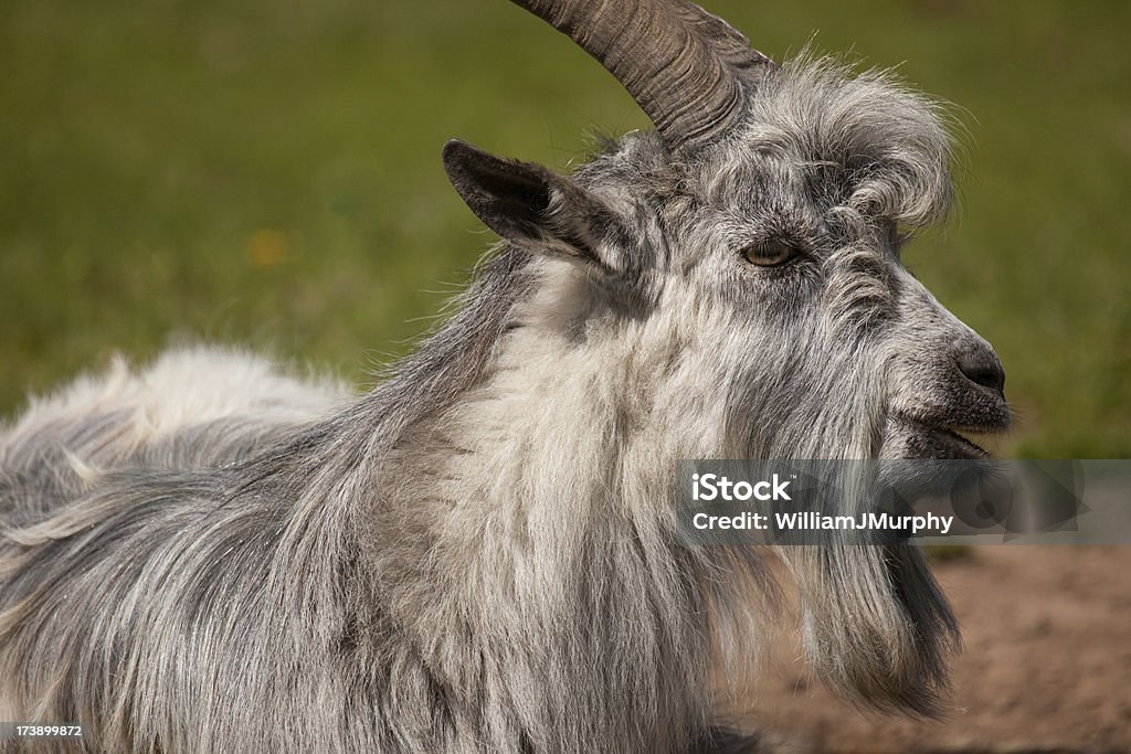 Cabra silvestre - Foto de stock de Animal libre de derechos