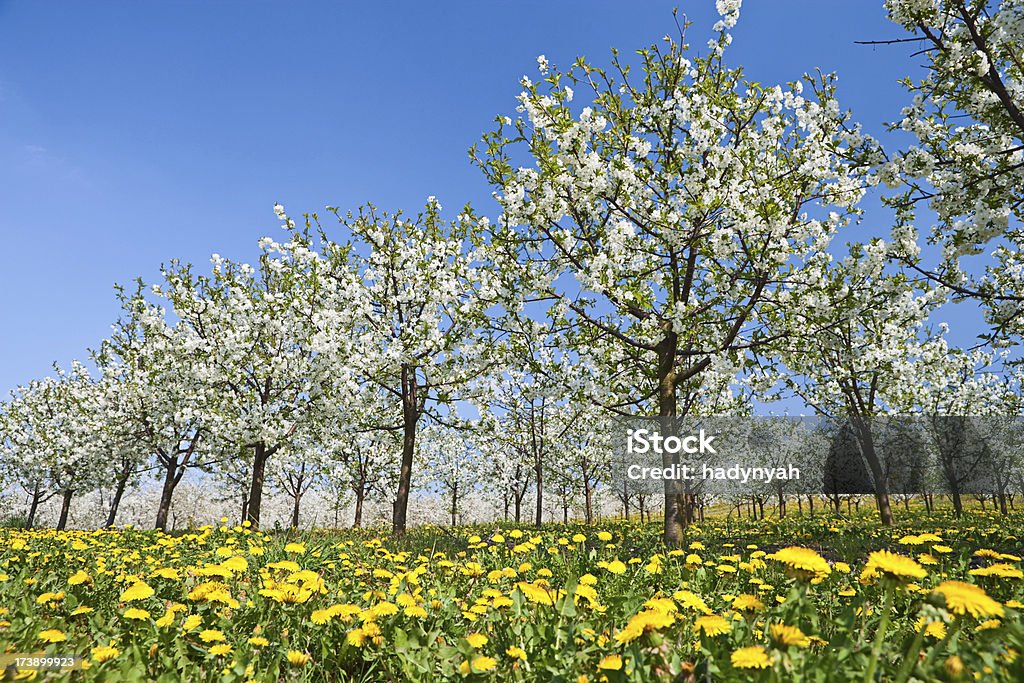 Fleurs arbres apple - Photo de Agriculture libre de droits
