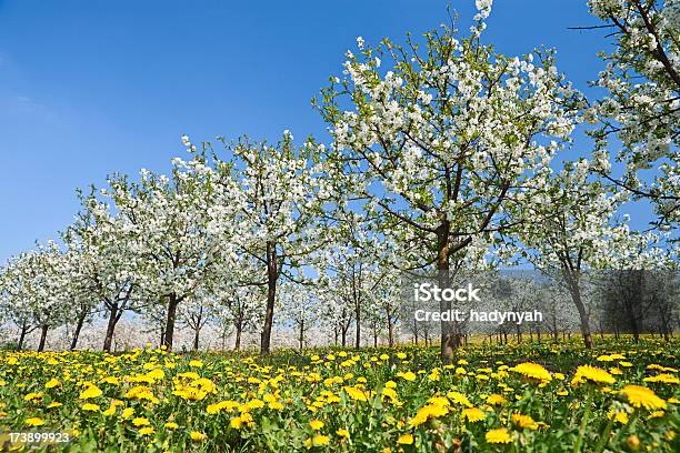 Fioritura Di Alberi Di Mele - Fotografie stock e altre immagini di Agricoltura - Agricoltura, Aiuola, Albero