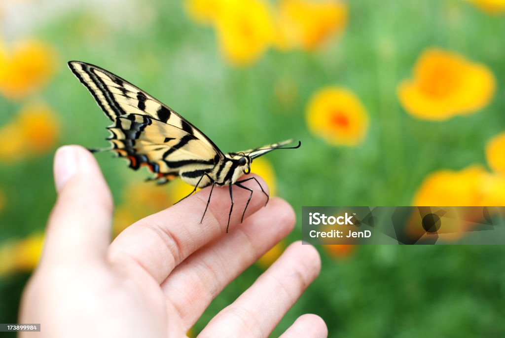 Machaon - Photo de Papillon libre de droits