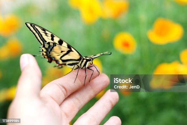 Photo libre de droit de Machaon banque d'images et plus d'images libres de droit de Papillon - Papillon, Bleu, Aile d'animal