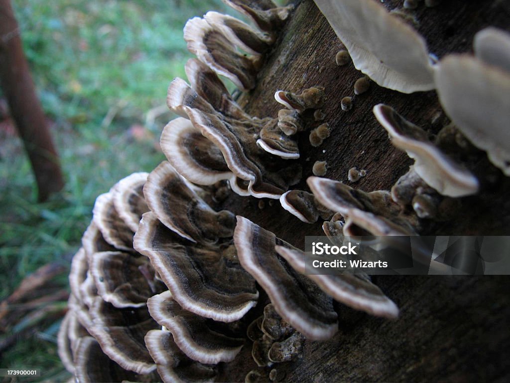 Funghi tipo piatto - Foto stock royalty-free di Albero