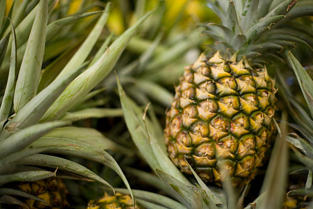 A ripe pineapple growing on the plant Maui gold pineapples on display at the farmer's market in Honolulu, HI. bromeliad photos stock pictures, royalty-free photos & images