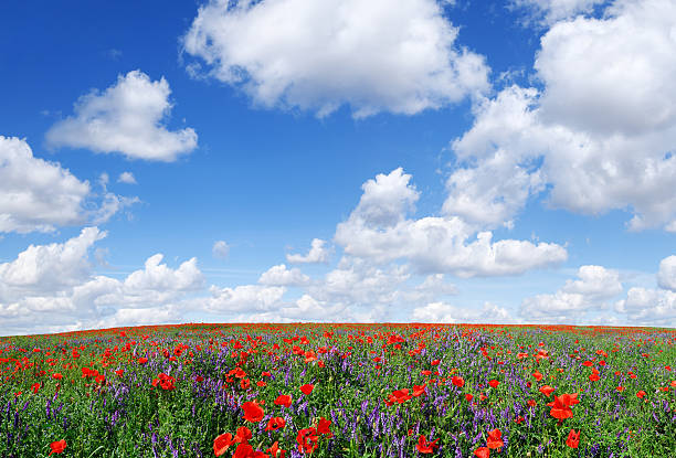 istock Poppies filed, the blue sky and white clouds 173900239