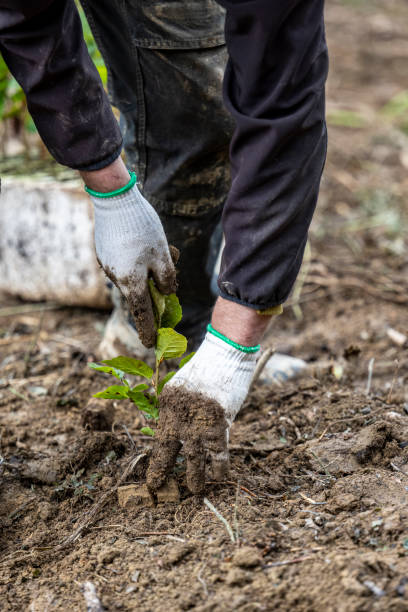 istock Planting a forest, artificial forest regeneration. Beech seedlings with a covered root system. 1739002589