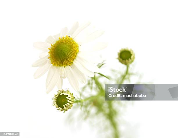 Camomile Médico Foto de stock y más banco de imágenes de Blanco - Color - Blanco - Color, Cabeza de flor, Familia de la Margarita