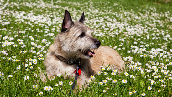 Happy Cairn terrier resting in the grass, enjoying a sunny day. 