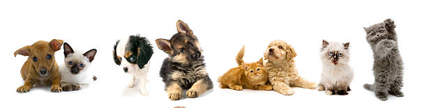 gatti e cani - golden retriever friendship white small foto e immagini stock