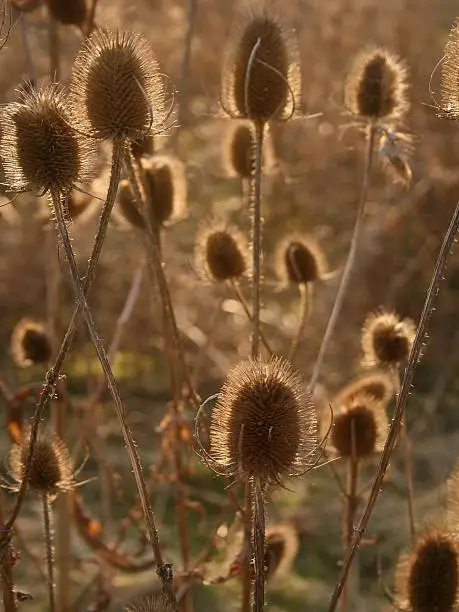 "Macro of Fullers Teasel plants at sundown, the outline of the Teasel soaking up the last of the days sunshine giving a nice effect. Suitable as background with nature as the subject."
