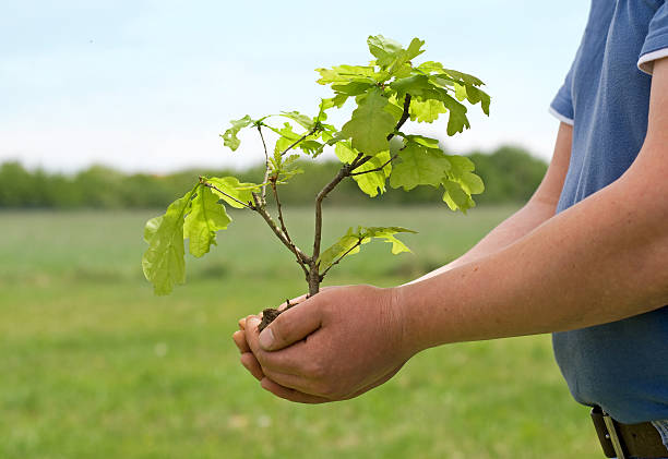 분재 보유 - development tree human hand bonsai tree 뉴스 사진 이미지