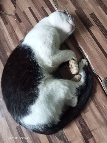 A black and white cat resting comfortably in a bowl on the floor