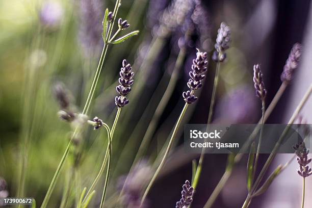 Lavanda - Fotografias de stock e mais imagens de Abstrato - Abstrato, Beleza natural, Canteiro de flores