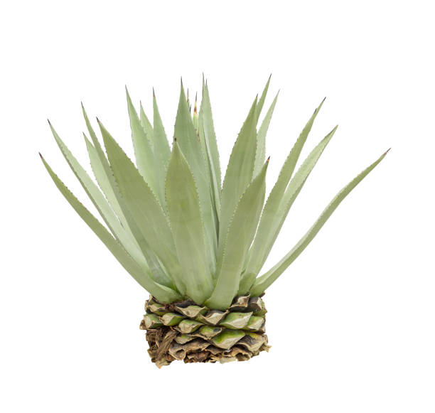 istock tropical Agave plant isolated on white background.This has clipping path. 1739007047