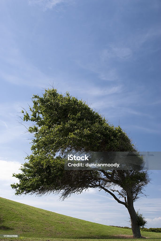바람 만곡형 나무 미국 동부지역 - 로열티 프리 0명 스톡 사진