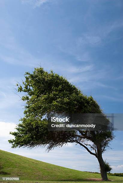 Wiatr Zamiecione Drzewo Na Wschodnim Wybrzeżu Usa - zdjęcia stockowe i więcej obrazów Bez ludzi - Bez ludzi, Chmura, Drzewo