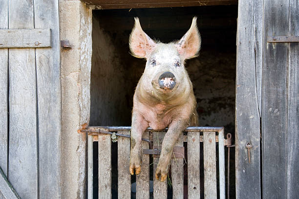 A dirty pig perched on a wooden gate