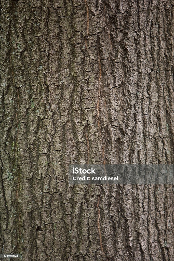 Baumrinde Struktur - Lizenzfrei Baumrinde Stock-Foto