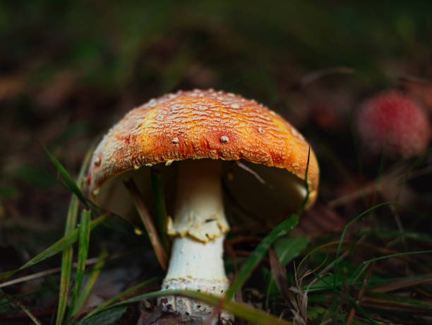 istock Amanita muscari psychoactive toadstool Fly agaric red-headed hallucinogenic toxic mushroom with white dots autumn forest 1739016702