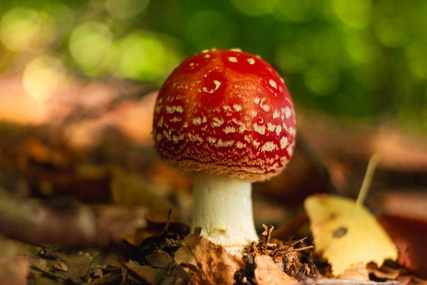 istock Amanita muscari psychoactive toadstool Fly agaric red-headed hallucinogenic toxic mushroom with white dots autumn forest 1739016705