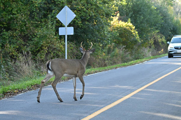 istock White Tailed Deer buck on road 1739018930