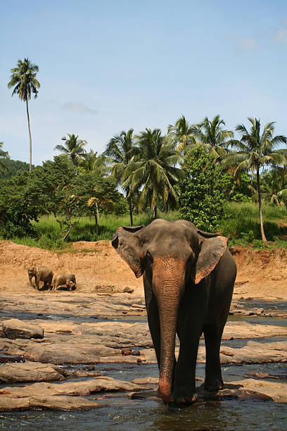 istock Asian Elephants, Sri Lanka 173901943