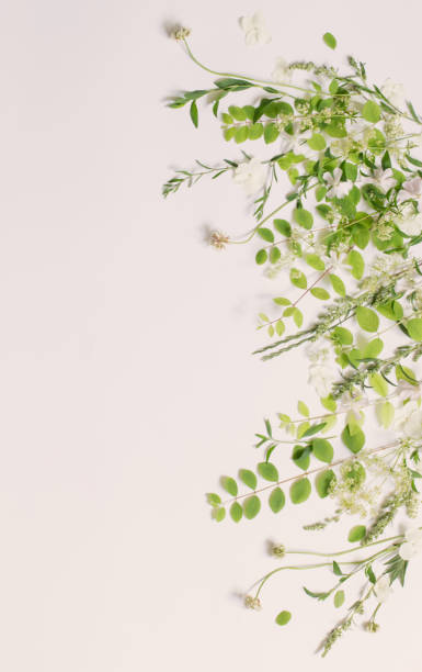 istock wildflowers and plants on white background 1739020044