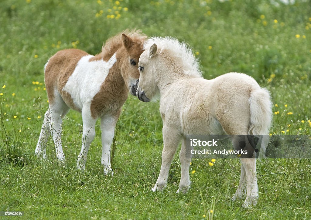 Sich beschnuppern Falabella foam hand - Lizenzfrei Falabella Horse Stock-Foto