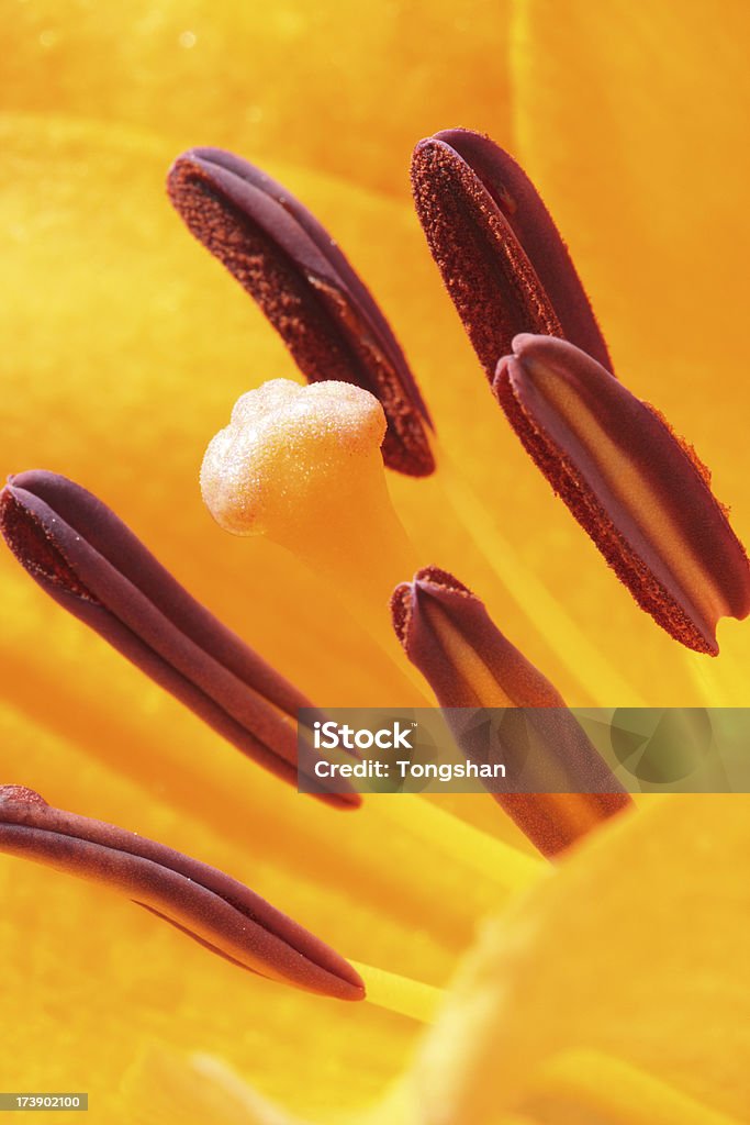 Lily close-up - Foto de stock de Amarelo royalty-free