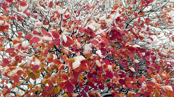 A branch with red leaves, gently dusted with snowa poetic blend of autumn and winter, a serene scene embodying the magic of seasonal transition