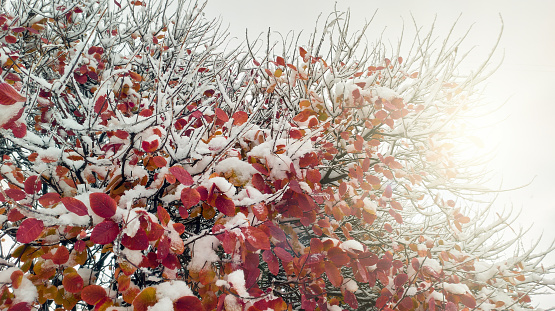 A branch with red leaves, gently dusted with snowa poetic blend of autumn and winter, a serene scene embodying the magic of seasonal transition