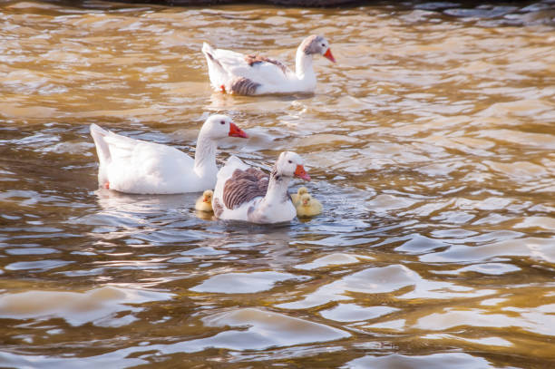 istock White geese with chicks swimming in the lake 1739022348