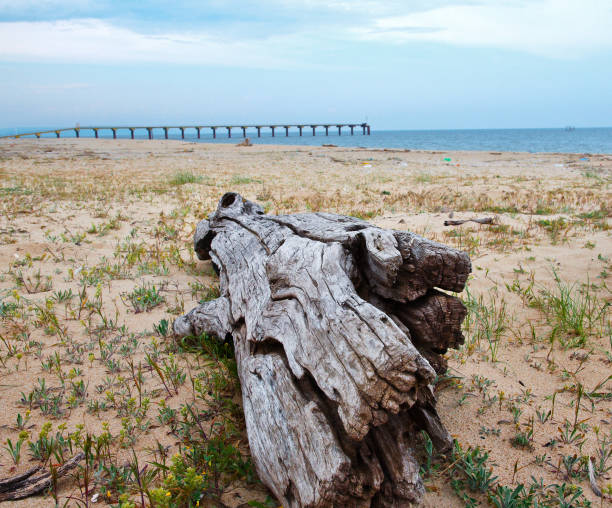 istock Trunk on the Black Sea beach. 173902249