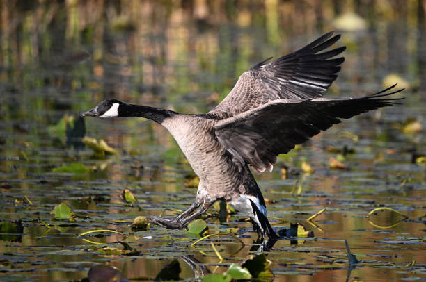 istock Canada Goose with wings spread landing in marsh 1739023503