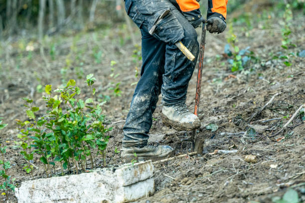 istock Planting a forest, artificial forest regeneration. Beech seedlings with a covered root system. 1739024041
