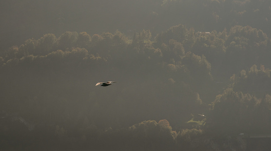 A wild bird flying in the sky with mountain background.