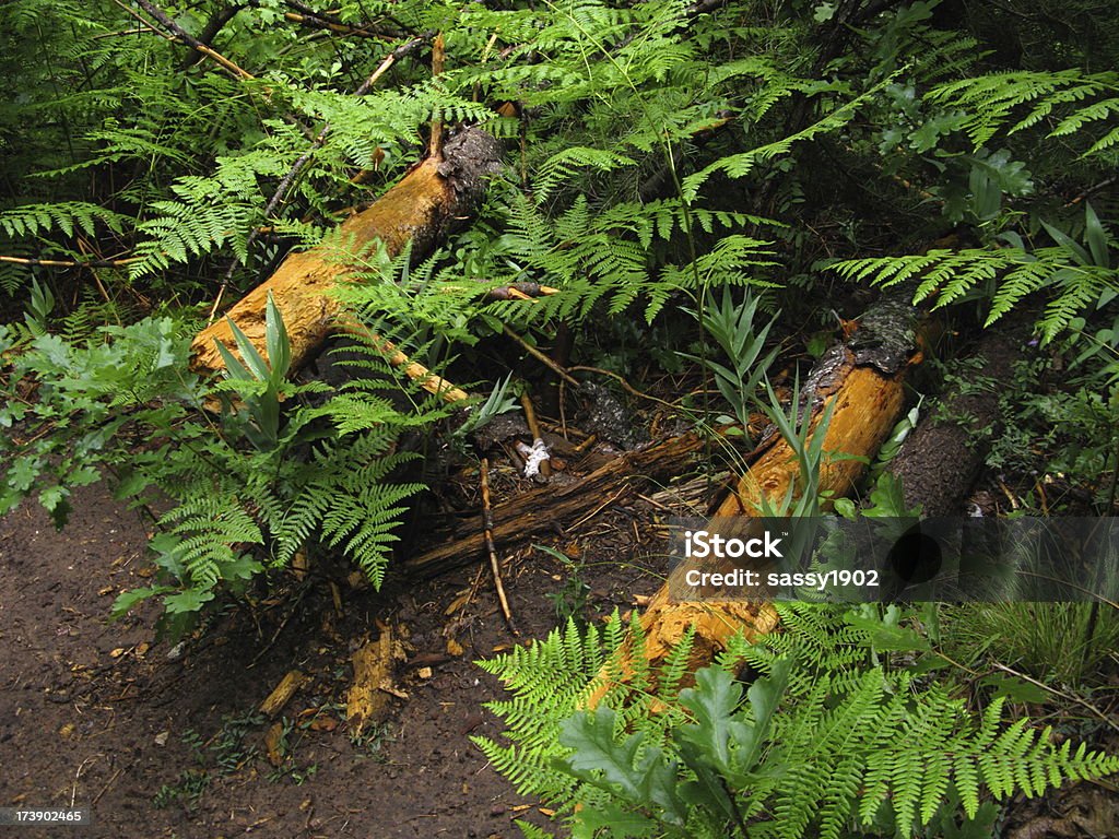 Árbol caído bosque helecho madera - Foto de stock de Actividad al aire libre libre de derechos