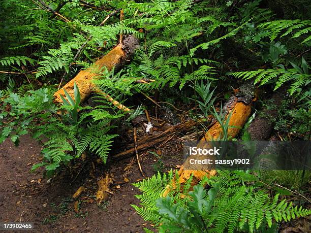 Floresta De Árvore Caída Feto - Fotografias de stock e mais imagens de Acampar - Acampar, Amontoar, Ao Ar Livre