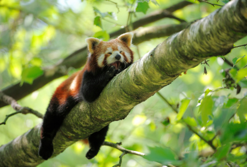 Red panda - Ailurus Fulgens - portrait. Cute animal resting lazy on a tree, useful for environment concepts.