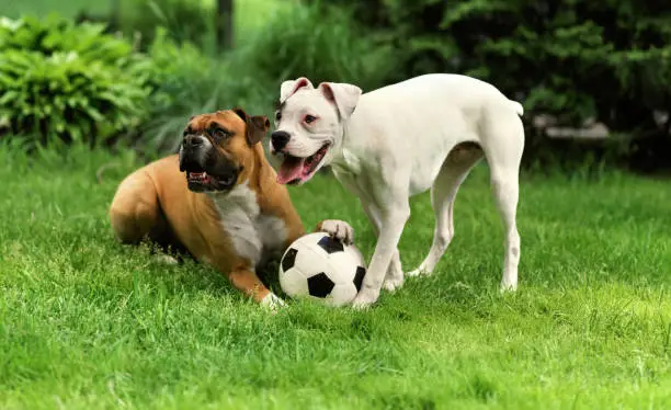 Photo of Dogs playing