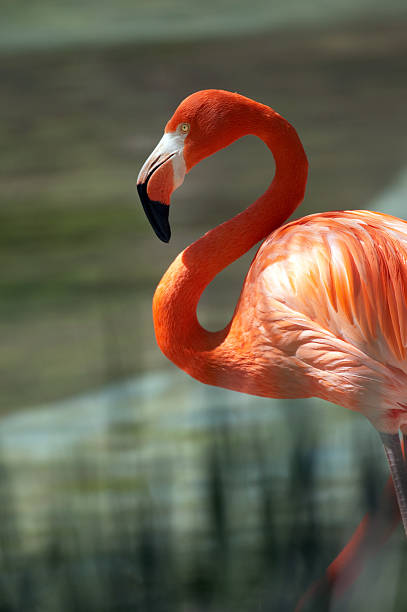 istock Orange flamingo head and neck 173902591