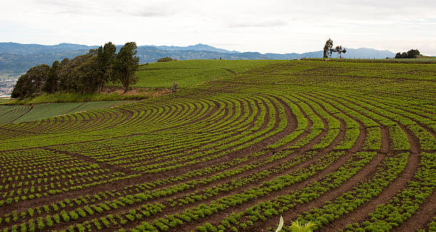 Costa Rican Agriculture