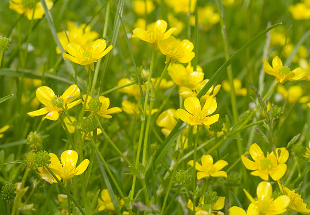 istock Meadow with Hairy Buttercup (Ranunculus sardous) 173902698