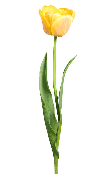 tulipe jaune - single flower flower isolated tulip photos et images de collection