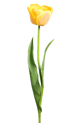 A single yellow tulip with stem. 