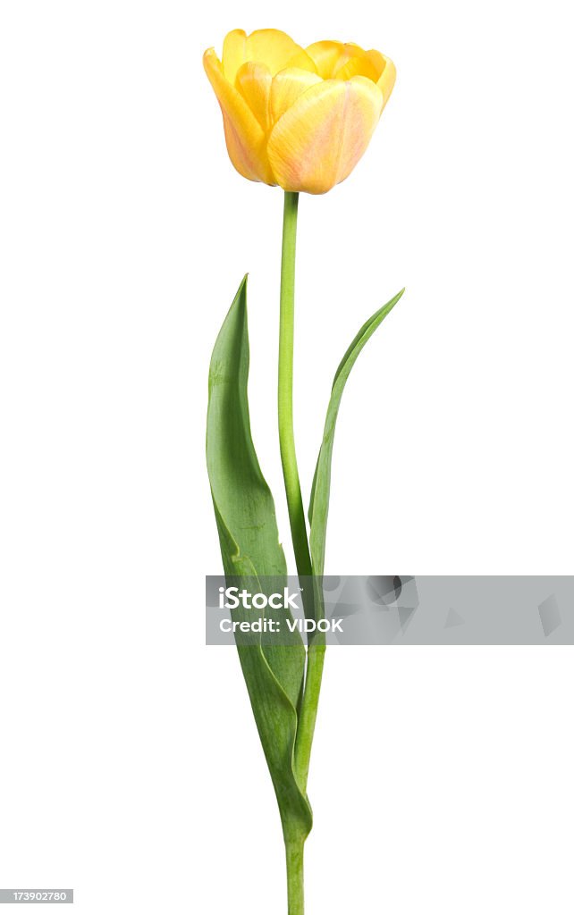 Yellow tulip A single yellow tulip with stem.  Tulip Stock Photo
