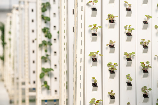 Vertical columns of young plants and vegetables grow in designated housing units within metal racks in an urban farm
